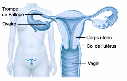 Anatomie col de l'utérus