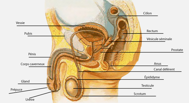 Inflammation du testicule, Orchite