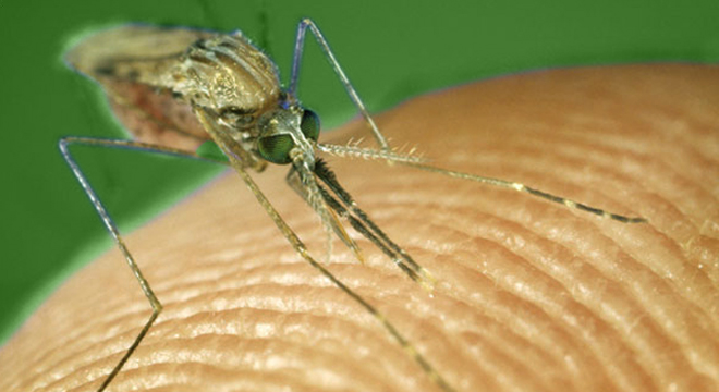 Paludisme, Malaria