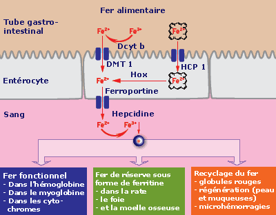 Absorption du fer et métabolisme