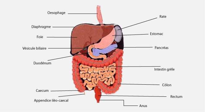 Inflammation du péritoine, Péritonite