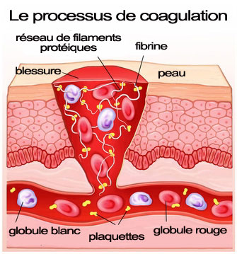 Coagulation sanguine: comment fonctionne-t-elle? Que se passe-t-il ...