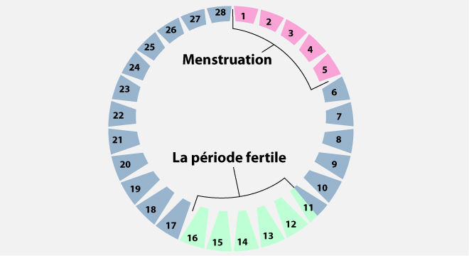 Regles menstruel