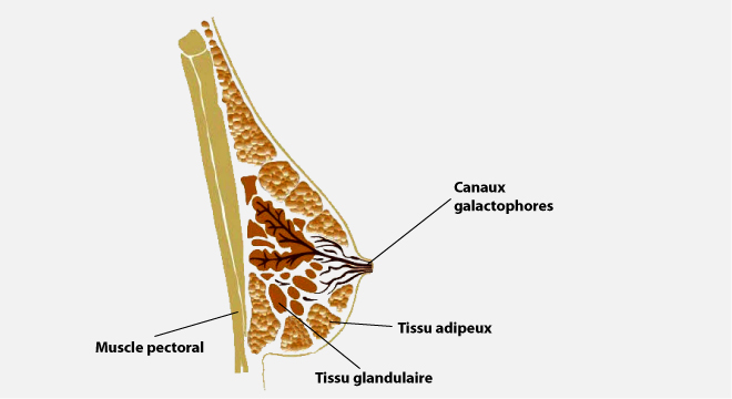 Mastopathie, Bénignes, Modifications du sein