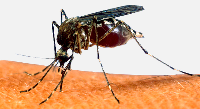 Fièvre chikungunya