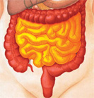 maladies  gastro-intestinales chroniques