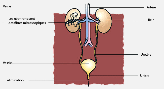 Infections des voies urinaires, Inflammations de l`appareil urogénital