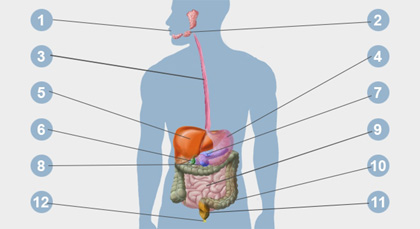 Constipation chronique : causes et symptômes - Inconforts digestifs